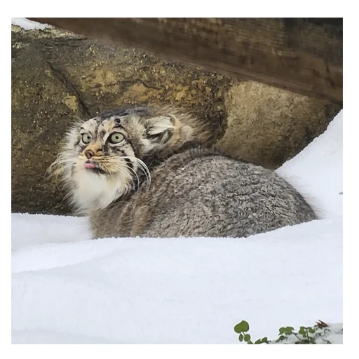 ❄️ Стикер «manuliki» для Telegram