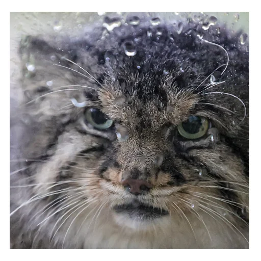 🌧 Стикер «manuliki» для Telegram