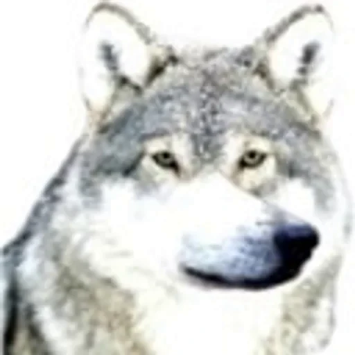 🐺 Стикер «Kekwait» для Telegram