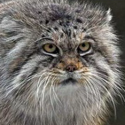 Стикерпак «Manul» для Telegram — обложка