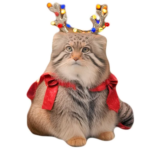 🦌 Стикер «Winter Manul» для Telegram