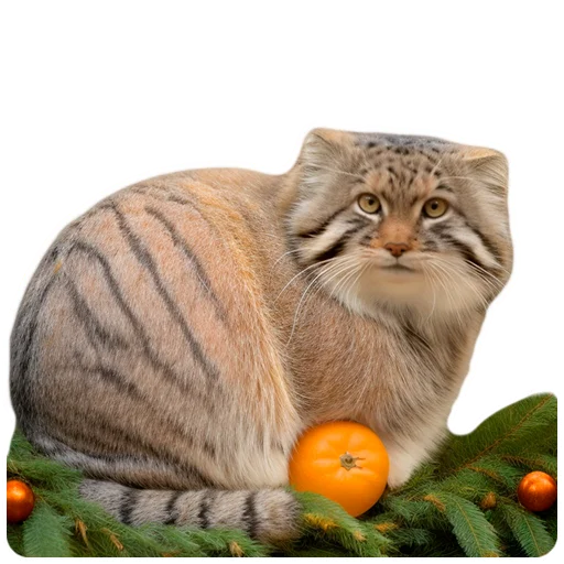 🍊 Стикер «Winter Manul» для Telegram