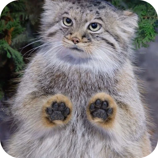 🐱 Стикер «Манулы» для Telegram