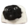 Стикер 25 🐈‍⬛️ котики