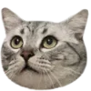 Стикер 5 🐈‍⬛️ котики