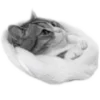 Стикер 16 🐈‍⬛️ котики