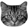 Стикер 22 🐈‍⬛️ котики