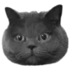 Стикер 23 🐈‍⬛️ котики