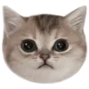 Обложка набора 🐈‍⬛️ котики