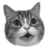 Стикер 4 🐈‍⬛️ котики
