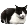 Стикер 39 🐈‍⬛️ котики