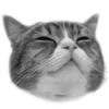 Стикер 2 🐈‍⬛️ котики