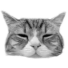 Стикер 14 🐈‍⬛️ котики
