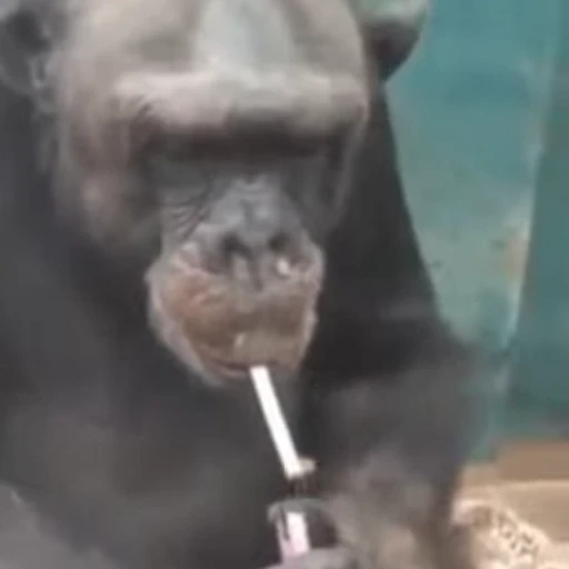 🐵 Стикер «marcios» для Telegram