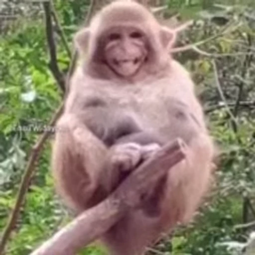 🐵 Стикер «marcios» для Telegram