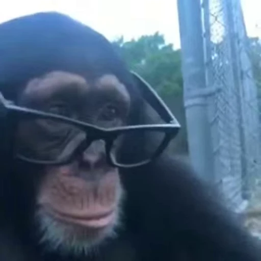 🐵 Стикер «marcios» для Telegram
