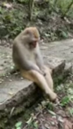 🐵 Стикер «marcios» для Telegram