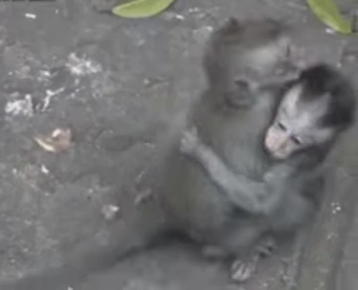 🐵 Стикер «marcios» для Telegram