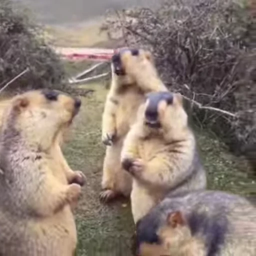 🦫 Стикер «marmots» для Telegram