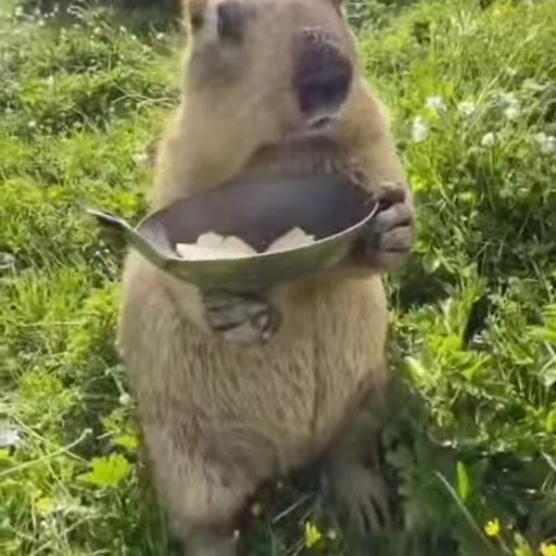 🦫 Стикер «marmots» для Telegram