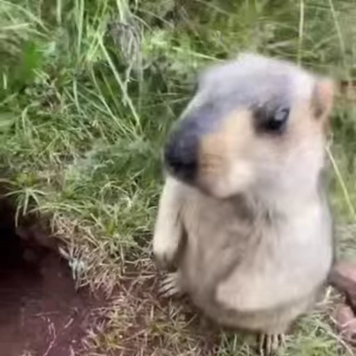 🦫 Стикер «marmots» для Telegram