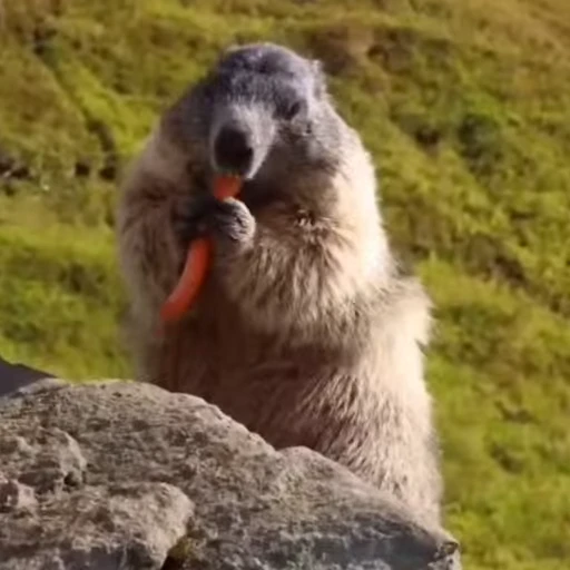 🦫 Стикер «marmots» для Telegram