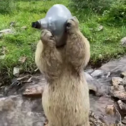 🦫 Стикер «marmots» для Telegram