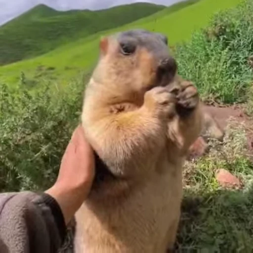 🦫 Стикер «marmots» для Telegram