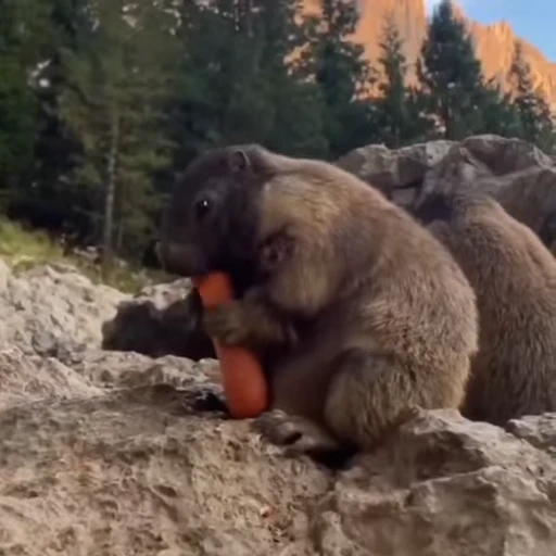 🦫 Стикер «marmots» для Telegram