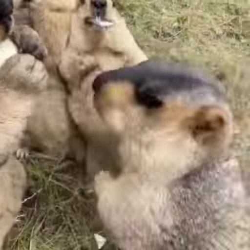 🦫 Стикер «marmots» для Telegram
