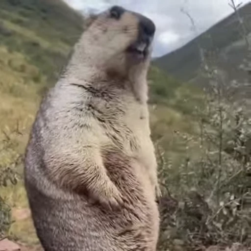 🦫 Стикер «marmots» для Telegram