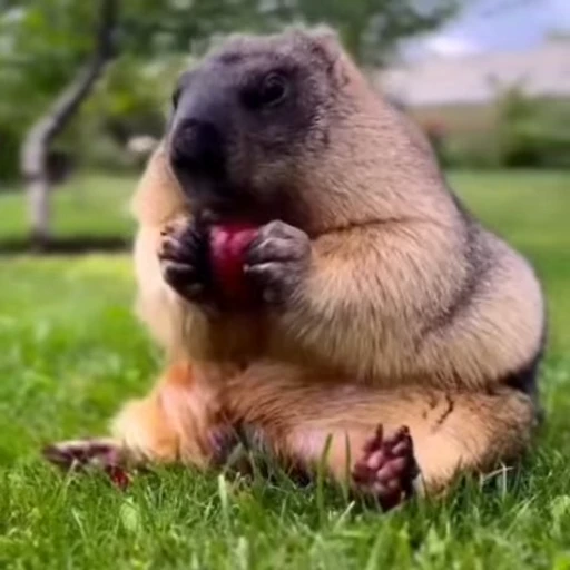 🦫 Стикер «marmots» для Telegram