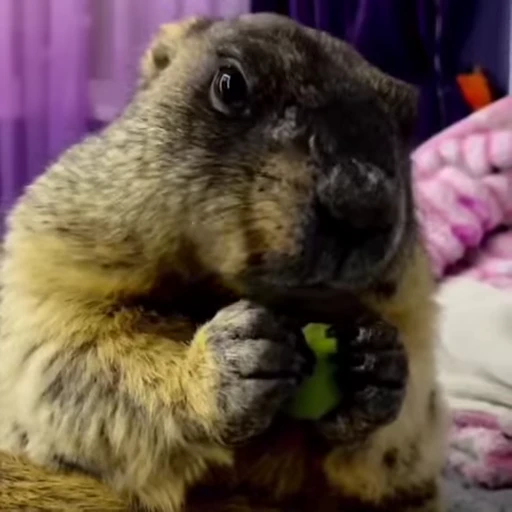 🦫 Стикер «marmots» для Telegram