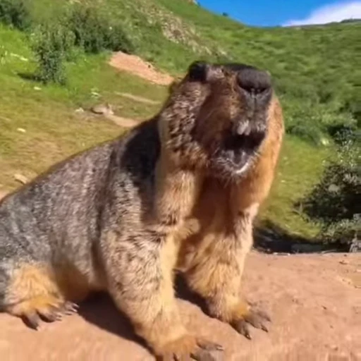🦫 Стикер «marmots» для Telegram