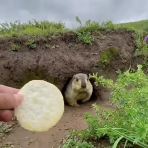 🦫 Стикер «marmots» для Telegram
