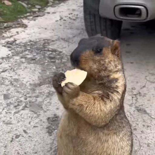 🦫 Стикер «marmots» для Telegram