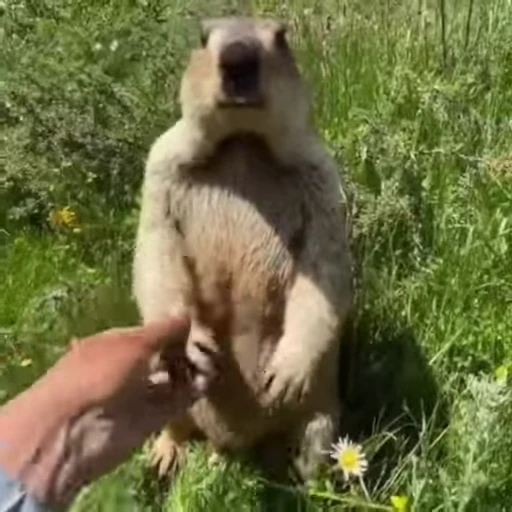 🦫 Стикер «marmots» для Telegram