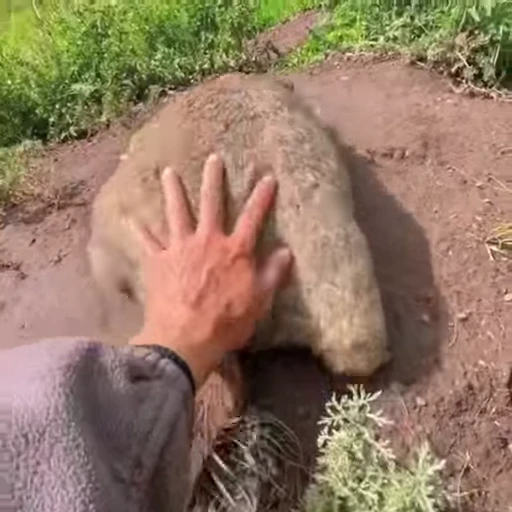 🦫 Стикер «marmots» для Telegram