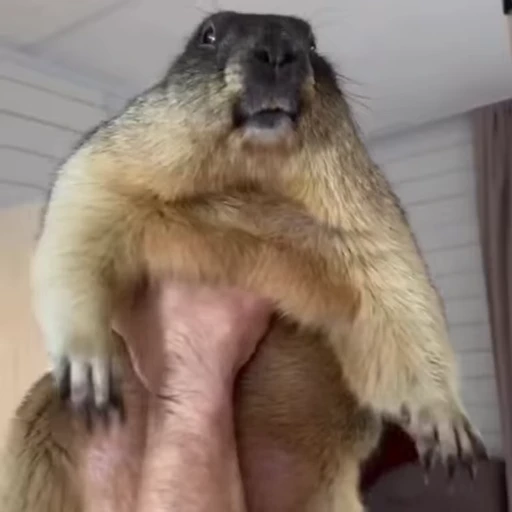 🦫 Стикер «marmots» для Telegram