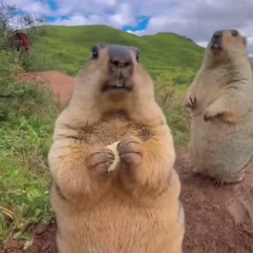 🦫 Стикер «marmots» для Telegram