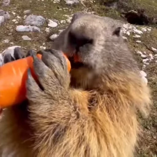🦫 Стикер «marmots» для Telegram