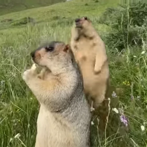 🦫 Стикер «marmots» для Telegram