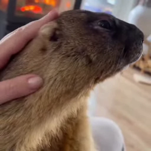 🦫 Стикер «marmots» для Telegram