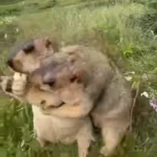 🦫 Стикер «marmots» для Telegram