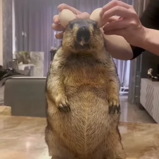 🦫 Стикер «marmots» для Telegram