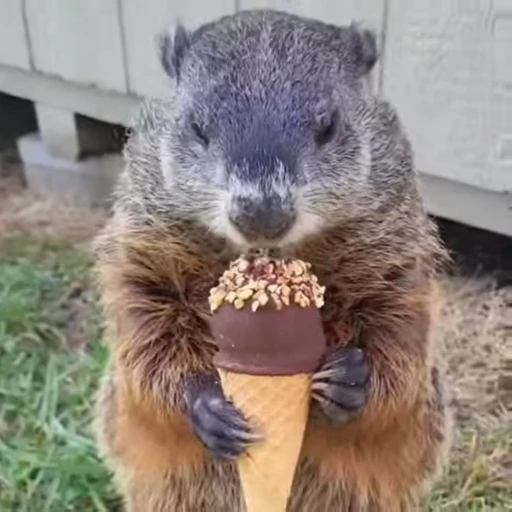 🦫 Стикер «marmots» для Telegram