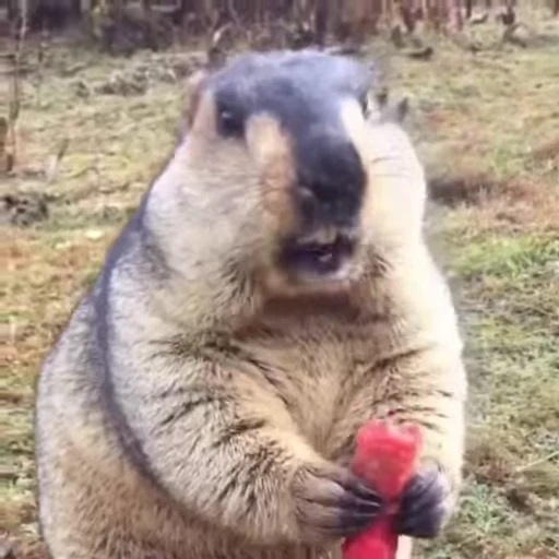 🦫 Стикер «marmots» для Telegram