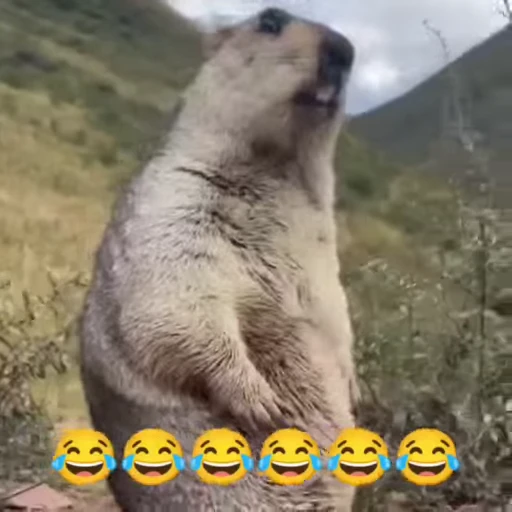 🦫 Стикер «marmots» для Telegram