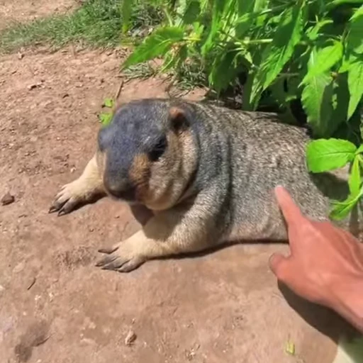 🦫 Стикер «marmots» для Telegram