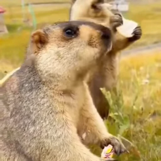 🦫 Стикер «marmots» для Telegram